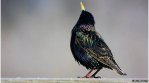 Close-up of a handsome starling