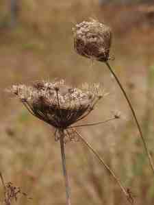Dried Queen Anne's Lace seen on a recent walk.
