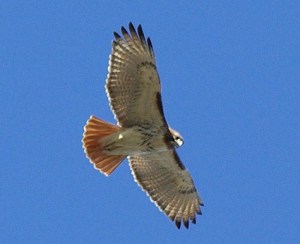 Red-Tailed Hawk