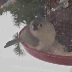 A Tufted Titmouse at one of our feeder a few winters ago.