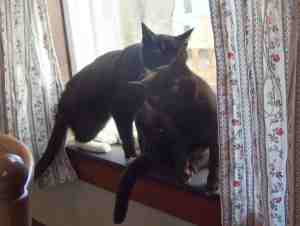 Mr. Bunter grooming Harriet.